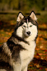 Siberian Husky Portrait