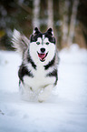 running Siberian Husky