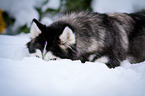 lying Siberian Husky
