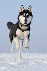 running Siberian Husky