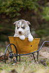 Husky Puppy wheelbarrow