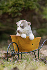 Husky Puppy wheelbarrow