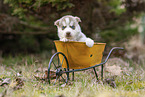 Husky Puppy wheelbarrow