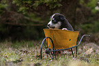 Husky Puppy wheelbarrow