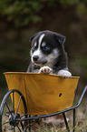 Husky Puppy wheelbarrow