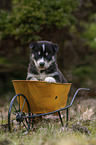 Husky Puppy wheelbarrow