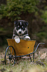 Husky Puppy wheelbarrow