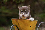 Husky Puppy wheelbarrow