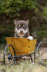 Husky Puppy wheelbarrow