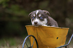 Husky Puppy wheelbarrow