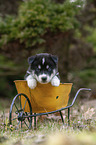 Husky Puppy wheelbarrow