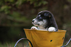 Husky Puppy wheelbarrow