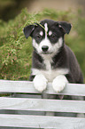 Husky Puppy