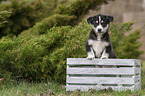 standing Husky Puppy
