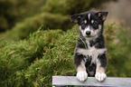 standing Husky Puppy