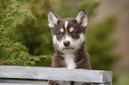 Husky Puppy Portrait