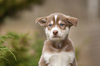 Husky Puppy Portrait