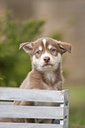 Husky Puppy Portrait
