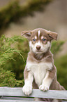 standing Husky Puppy