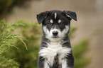 Husky Puppy Portrait