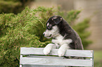 Husky Puppy