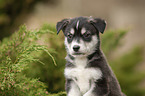 Husky Puppy Portrait