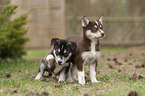 two Husky puppies
