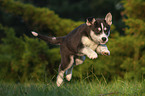 running Husky Puppy
