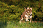 running Husky Puppy