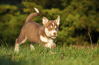 running Husky Puppy