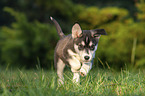 running Husky Puppy