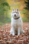 sitting Siberian Husky