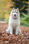 sitting Siberian Husky