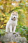 Siberian Husky