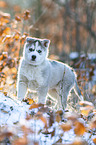 standing siberian husky puppy