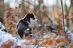 standing siberian husky puppy