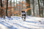 running Siberian Husky puppy