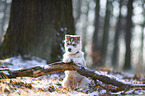 sitting Siberian Husky puppy