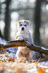 sitting Siberian Husky puppy