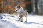 running Siberian Husky puppy