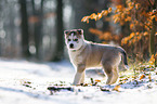 standing siberian husky puppy