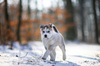 running Siberian Husky puppy