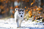 running Siberian Husky puppy