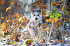 sitting Siberian Husky puppy