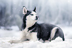 lying Siberian Husky