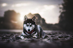 Siberian Husky