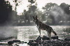 Siberian Husky