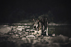 Siberian Husky