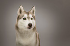 Siberian Husky portrait
