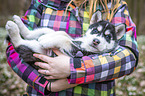 woman with Siberian Husky puppy
